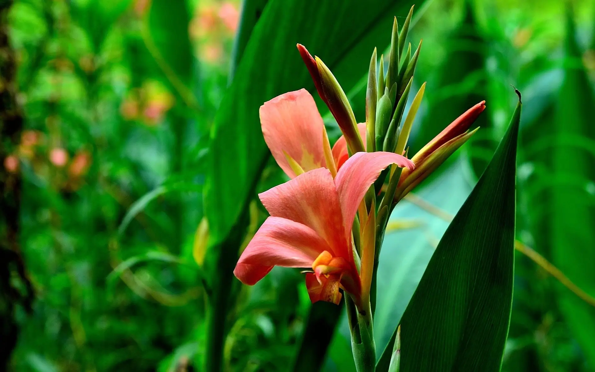 1695692512989806.jpg 美人蕉.jpg