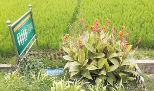 農(nóng)村污水處理工程成“擺設(shè)”是怎么回事? 農(nóng)村污水處理工程成“擺設(shè)”是怎么回事?